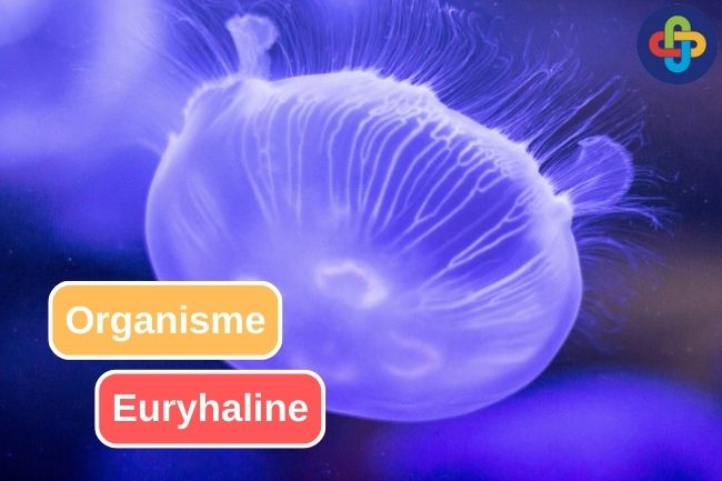 Organisme Euryhaline Yang Dapat Ditambahkan Dalam Aquascape